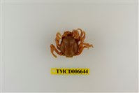 藏品(短指和尚蟹)的圖片